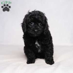 Izzy, Cavapoo Puppy